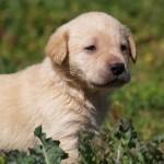 cachorros labrador en crema negro y chocolate