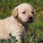 cachorros labrador en crema negro y chocolate - mejor precio | unprecio.es