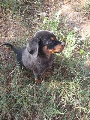 CACHORROS X LABRADOR  EN ADOPCIÓN (VALENCIA)