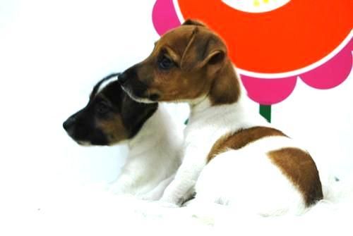 Camadita Jack Rusell Terrier _Cachorros 2 meses edad y pedigre _VACUNADOS _ LISTOS PARA ENTREGAR