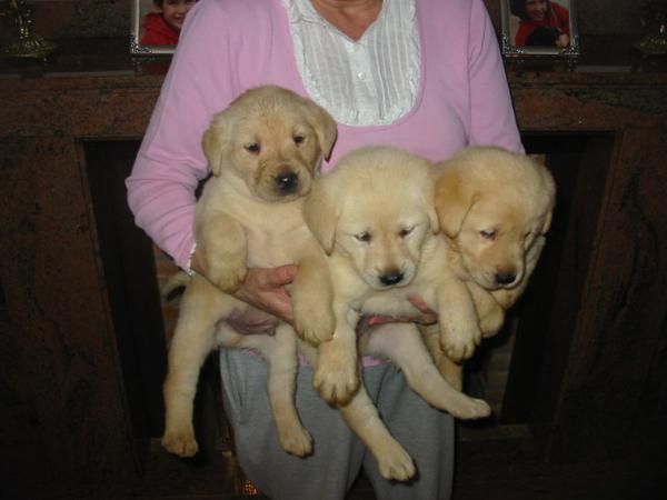 Labradores retriever,cachorros,dorados y negros ,machos y hembras.Pedigree.