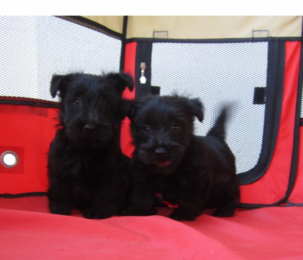 Scottish terrier de color negro con pedigri.