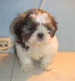 SHIH  TZU   350   OFERTA