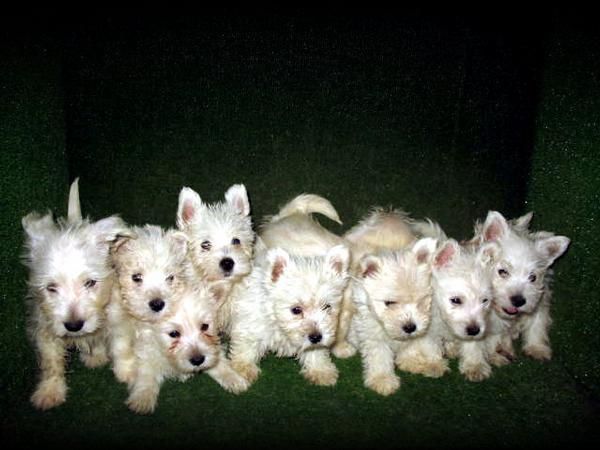 WESTYS  290e  PRECIOSOS WESTIES Y CAMADA  .:.