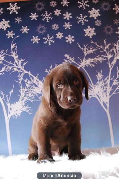 Autenticos cachorros de labrador chocolates con 2 meses