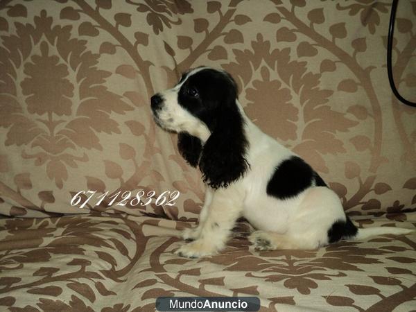 Cachorros Cocker spaniel...venta