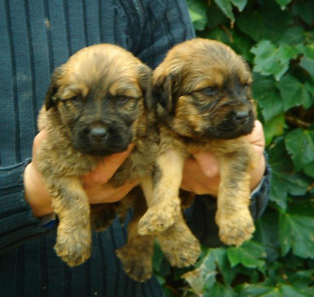 Cachorros de Gos d'atura