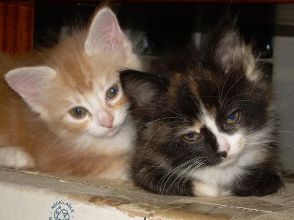 VENDO CAMADA GATITOS MAINE COON