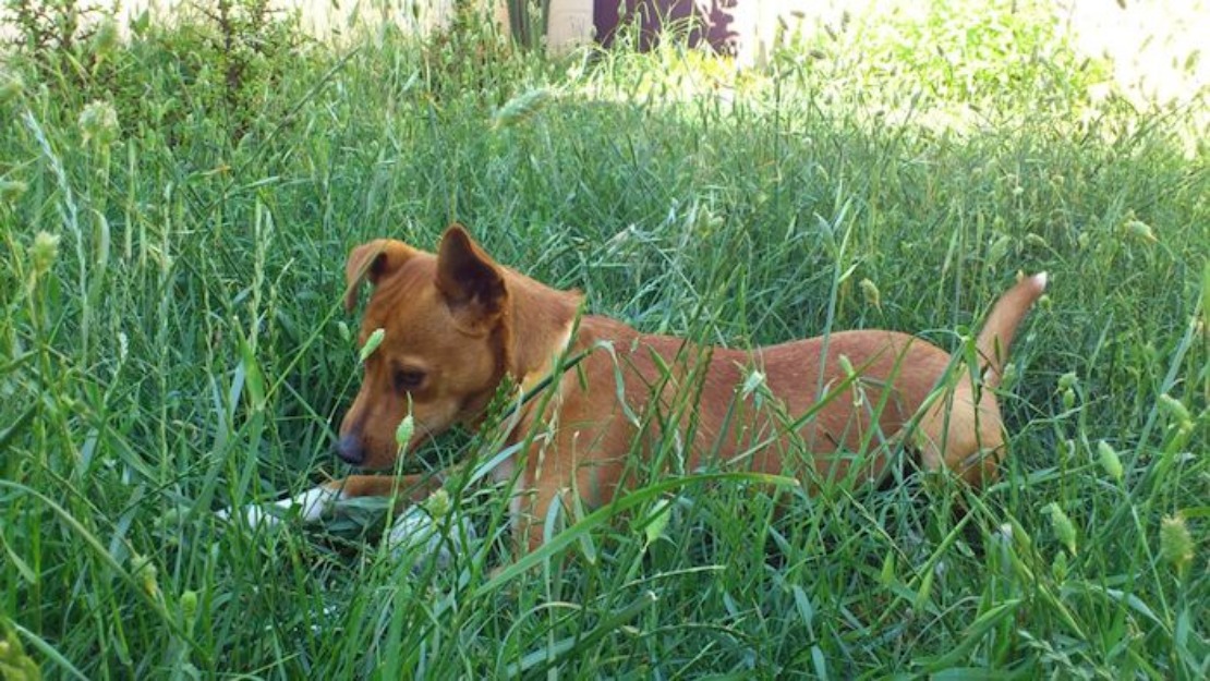 CHENCHO, perro pequeño en adopción