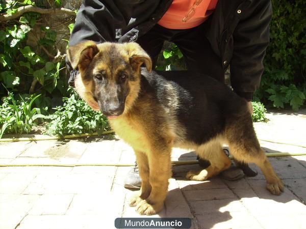 vendo cachorra pastor alemán 3 meses