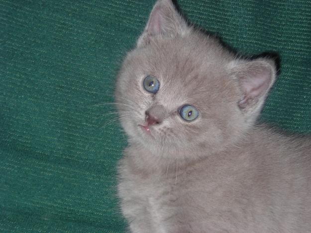 British y Scottish Fold