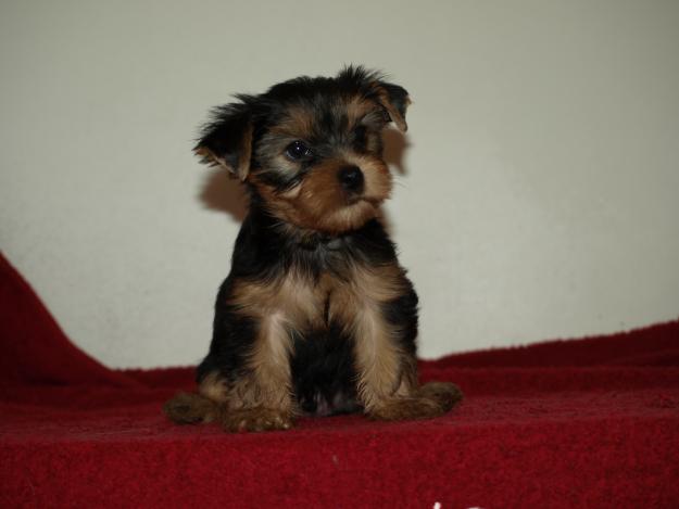 Cachorros Yorkshire Terrier