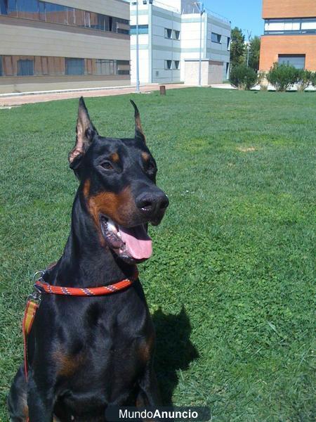 Camada de Dobermann