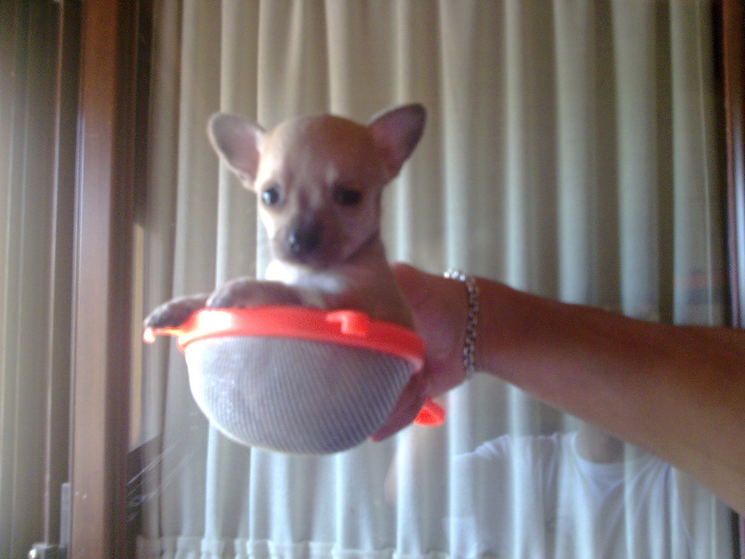 chihuahuas toy mini