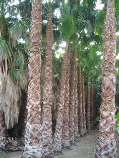 PALMERA WASHINGTONIA GRANDE ¡¡ OFERTON ¡¡