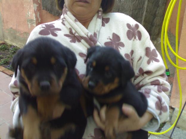 Rotweiller cachorros,pedigree,300eur.