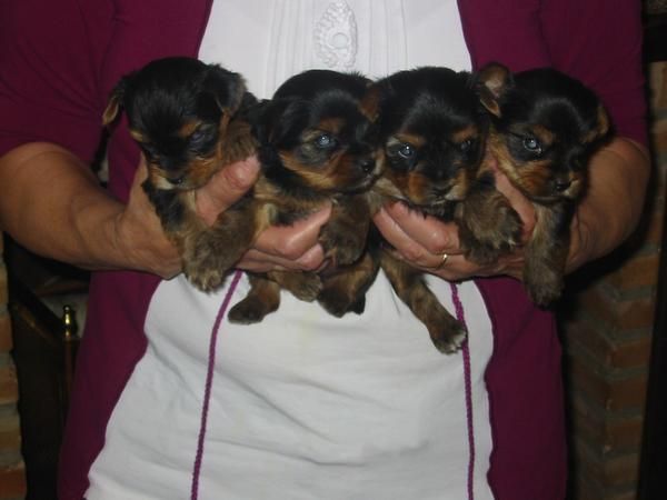 Yorkshire terrier,cachorritos,pedigree.350 Eur.