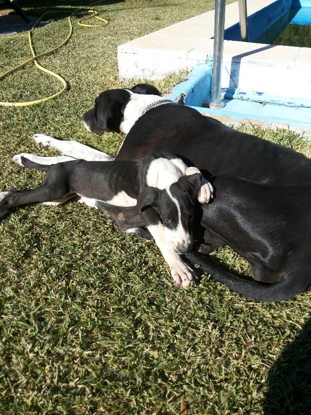 2 ultimas cachorras gran danes