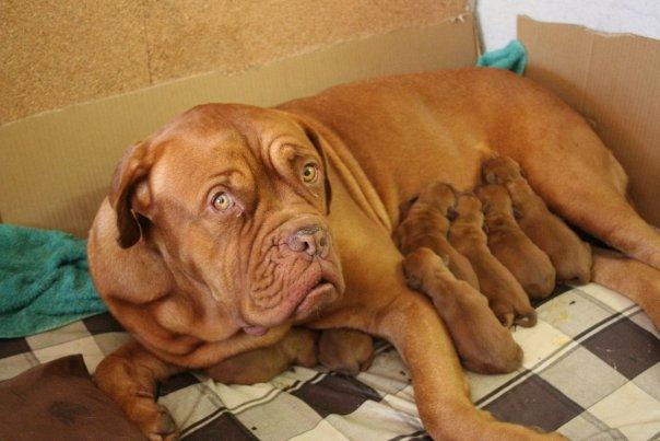 CACHORROS DOGO DE BURDEOS EXCELENTE CAMADA