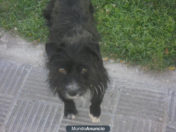 SE ENVIA! KINO CRUCE AFFENPINSCHER MUY CARIÑOSO!!