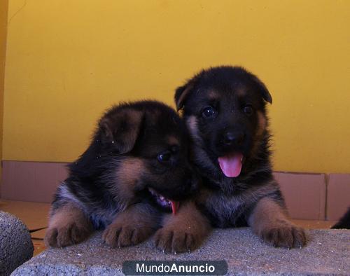 tu oportunidad !! cachorros de primera