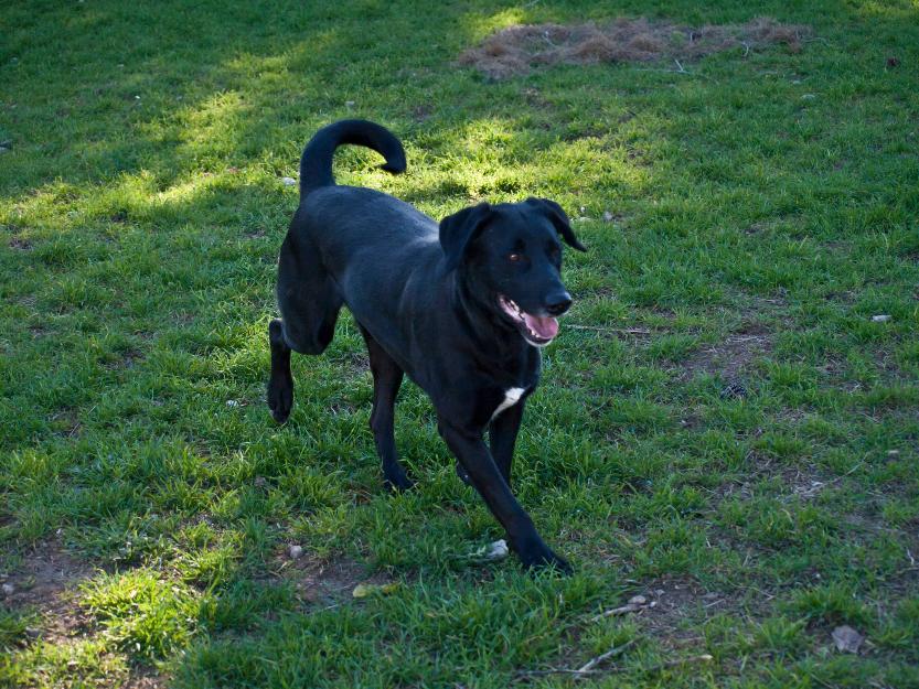 Lino, precioso labrador en adopción