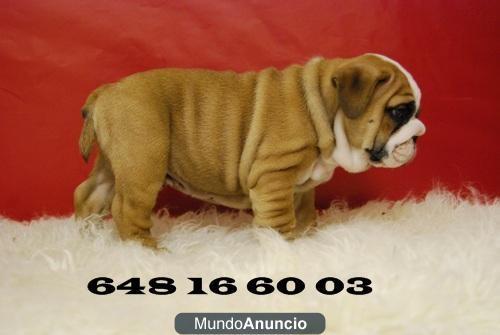 Bulldog ingles, perritos de dos meses,conozcanos en www.doogs.es