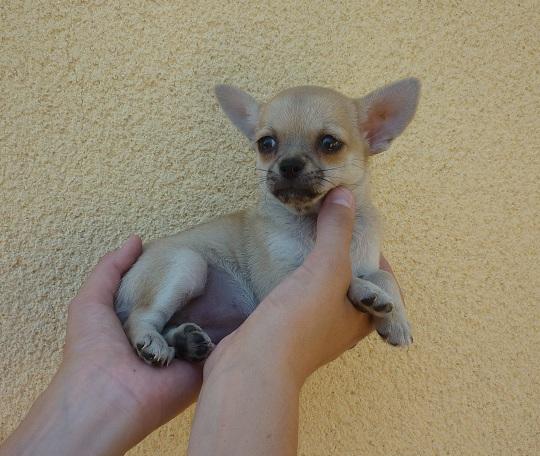Cachorritos preciosos de Chihuahua