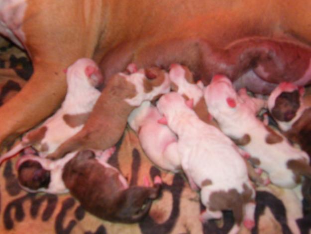 Cachorros de american Staffordshire