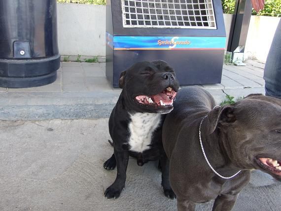 camada de staffordshire bullterrier