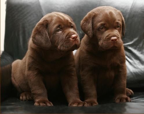 Labrador de color chocolate