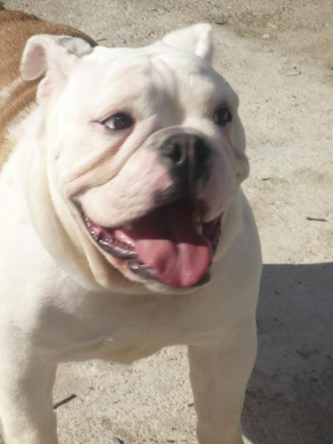 monta de bulldog