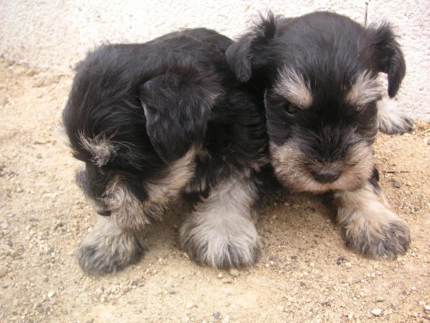 SCHNAUZER MINI  NACIONAL CRIADERO Y TIENDA  PEDIGREE LOE RSCE