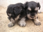 SCHNAUZER MINI NACIONAL CRIADERO Y TIENDA PEDIGREE LOE RSCE - mejor precio | unprecio.es