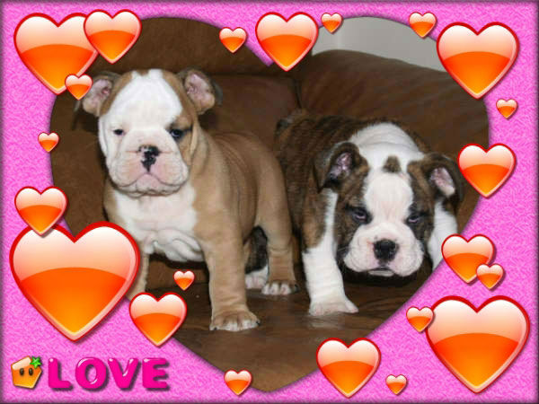 Bulldog Ingles ¡ el excelentes cachorros que deseas  !