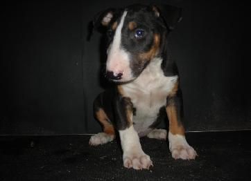 bull terrier, hembra miniatura con pedefree, BULL TERRIER MINIATURA, tricolor