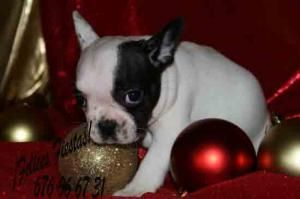 Bulldog frances,dos meses a buen precio