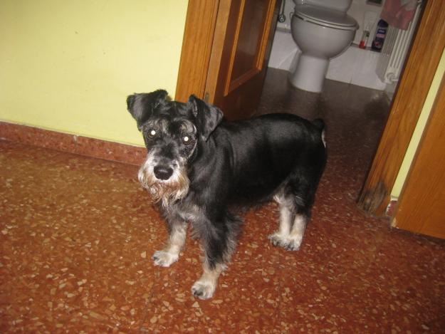 busco novia para schnauzer miniatura barcelona