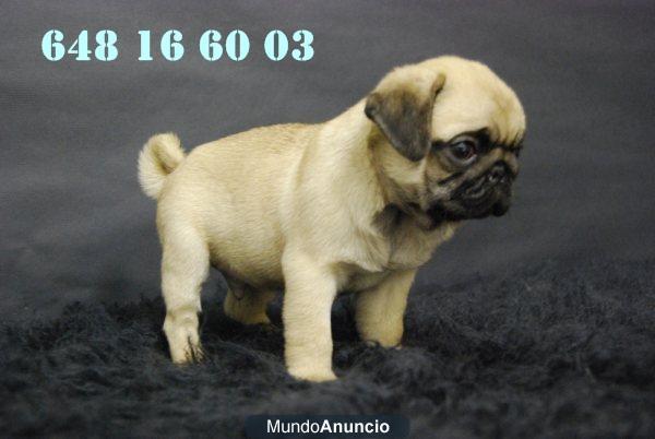 Disponible camada de Carlino Pug, primera calidad