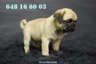 Disponible camada de Carlino Pug, primera calidad - mejor precio | unprecio.es