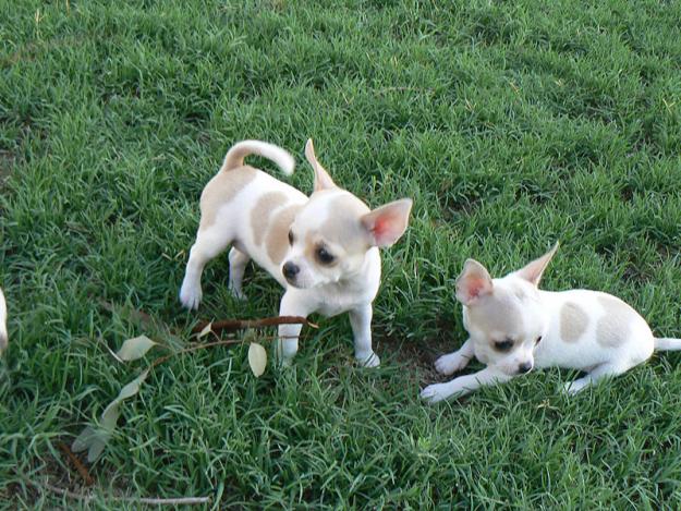 dos cachorros chihuahua encantador