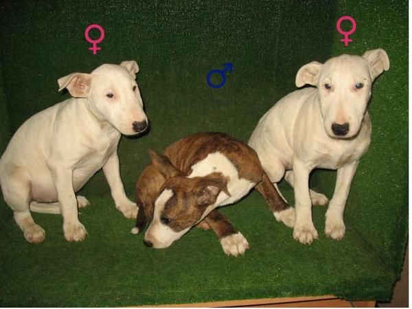 LINDOS CACHORROS DE BULL TERRIER 290  . MICROCHIP...