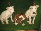 LINDOS CACHORROS DE BULL TERRIER 290 . MICROCHIP... - mejor precio | unprecio.es