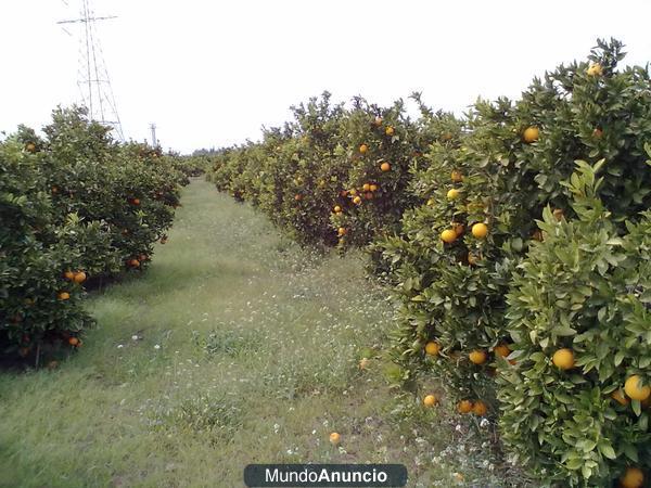 NARANJAS DE VALENCIA