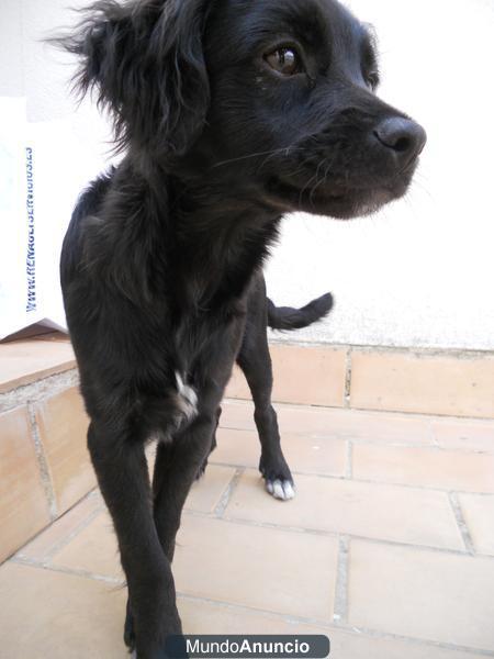 PERRITO ABANDONADO EN SEVILLA BUSCA DUEÑO