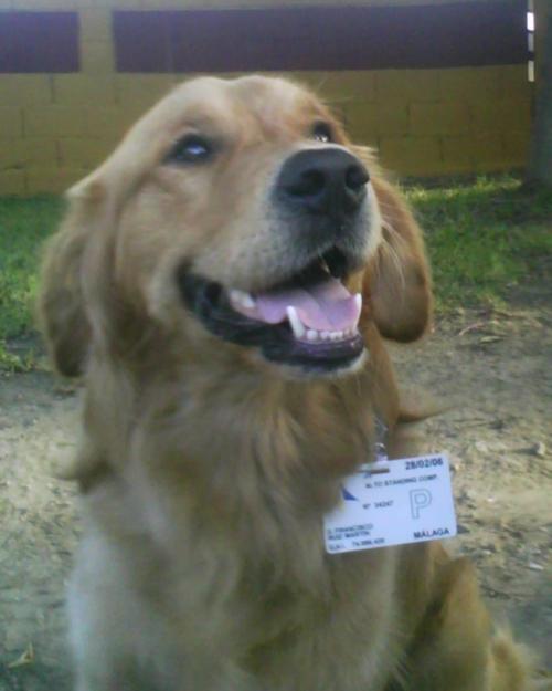 Precioso Golden Retriever busca novia Malaga