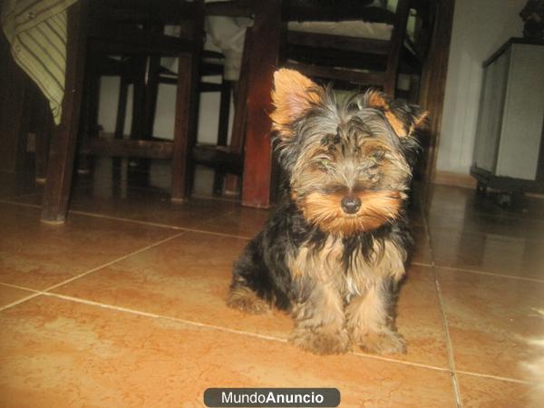 se vende perrito( macho) precioso,gran alacant