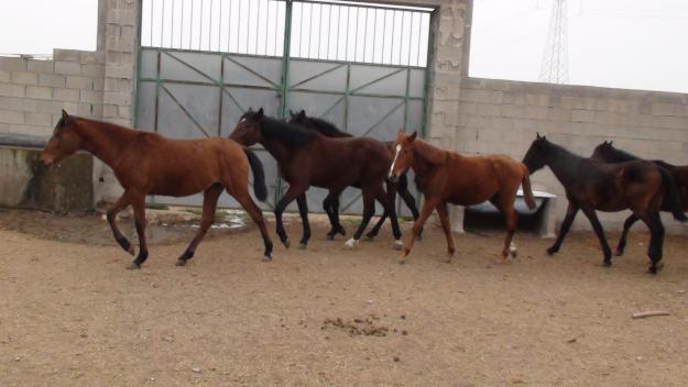 VENDO LOTE DE POTROS CON MUY BUENOS ORIGENES