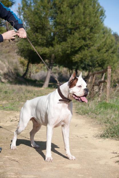 ▬ Increíble Boxer Blanco PVP simbólico