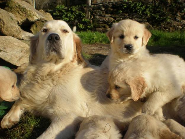 Últimos cachorros de Golden Retriever con Pedigree